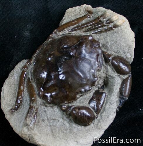 Fossil Crab From Washington - #7322